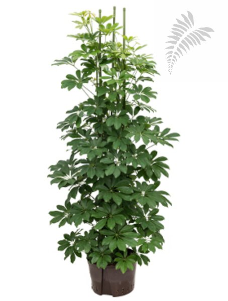 Schefflera arb. 6er Tuff 140-160cm KT 28/19