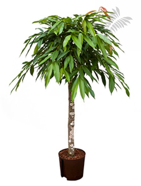 Ficus longi. "Amstel King" St. 120-140cm KT 25/19