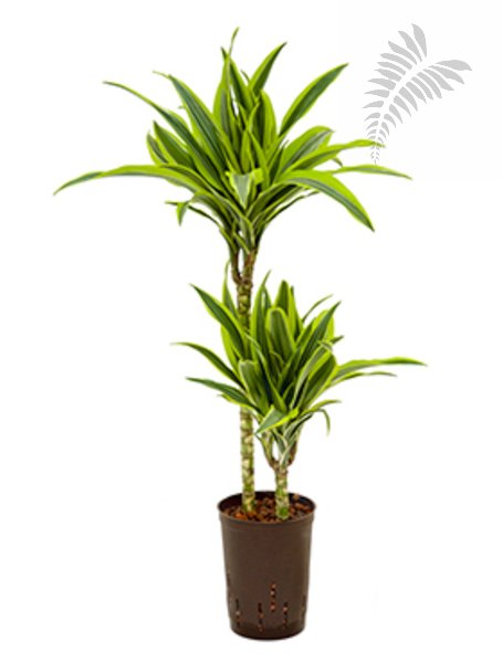 Dracaena deremensis Lemon 45/15 80-cm KT 15/19