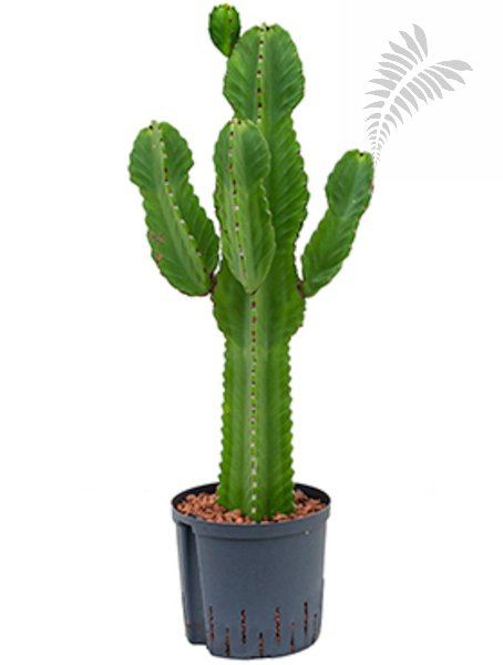 Euphorbia ingens verzw. 70-90cm KT 22/19