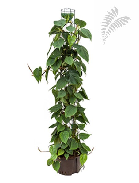 Philo. scandens Pyramide am Stab 150cm KT 25/19