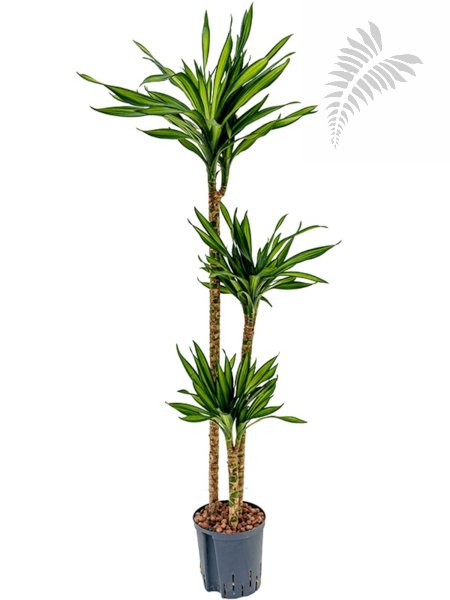 Dracaena der. Ricky 90/60/30 130-150cm KT 18/19