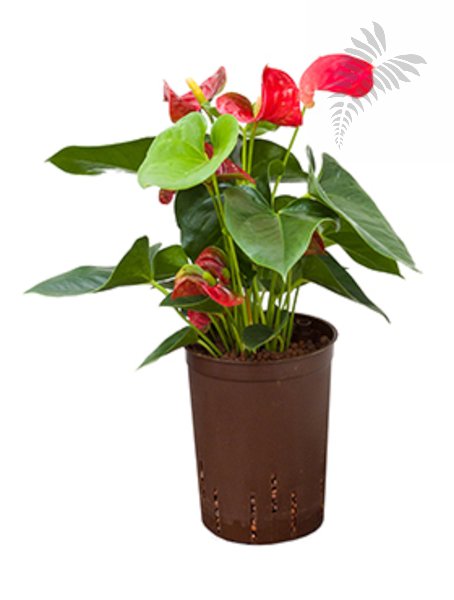 Anthurium and. Sierra rot 40-50cm KT 15/19