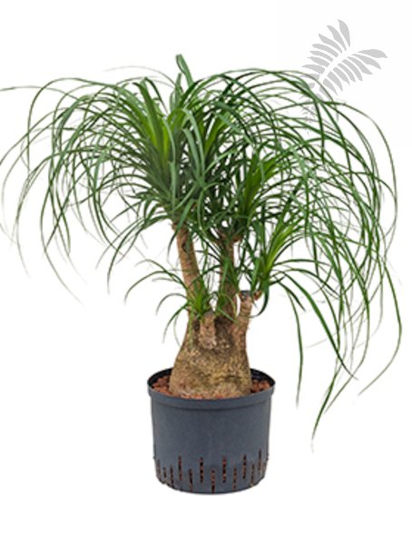 Beaucarnea rec. verzw. 60-80cm KT 25/19