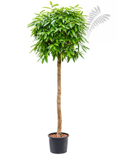 Ficus longi. "Amstel King" HSt 200-220cm KT 28-32/19-28