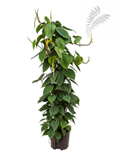 Philo. Scandens Säule 120cm KT 22/19