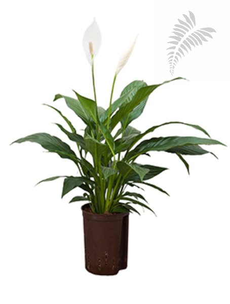 Spathiphyllum diamond ohne Blüte 40-cm KT 15/19