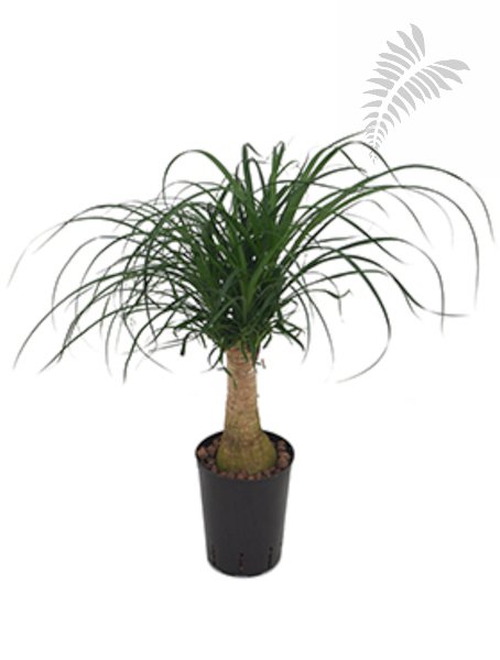 Beaucarnea rec. 60-80 cm KT 15/19