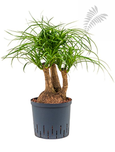 Beaucarnea recurvata verzweigt 50-70cm KT 22/19