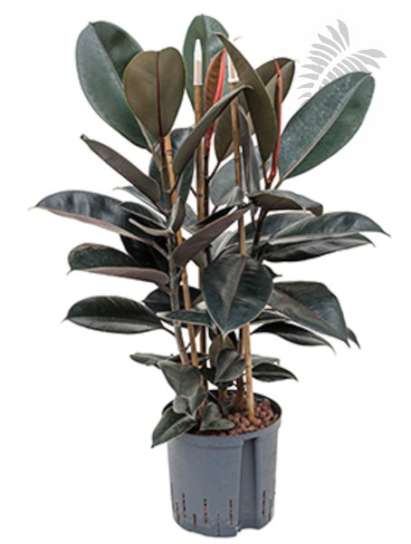 Ficus elastica abidjan 3er Tuff 120-140c KT 25/19