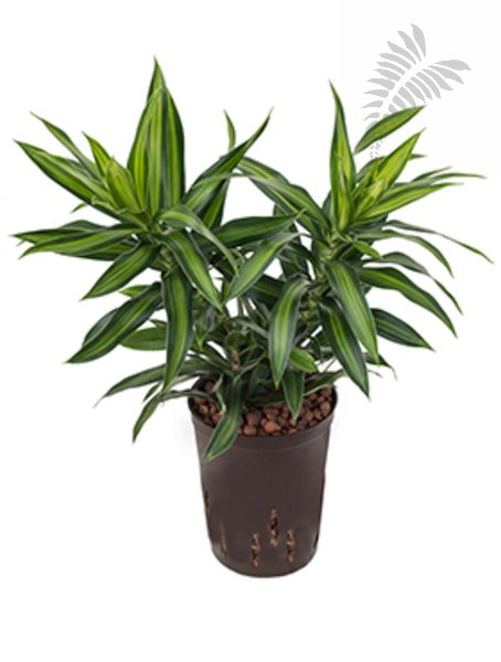 Dracaena refl. Song of Jamaica Tuff 30-4 KT 15/19