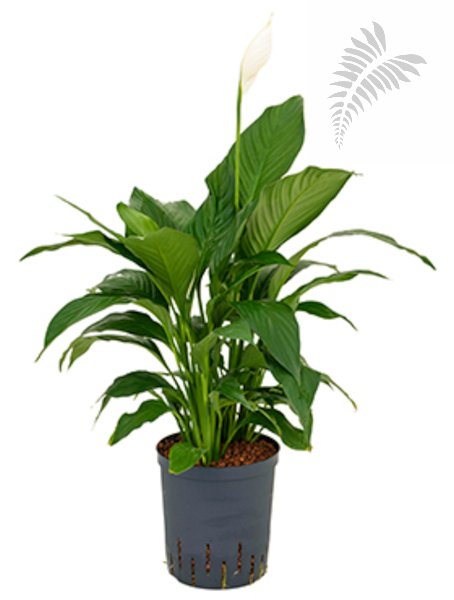 Spathiphyllum "Gokyo" 50-70 cm KT 18/19