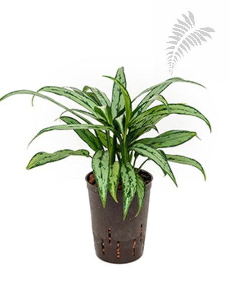 Aglaonema cutlasss 40-50cm KT 15/19