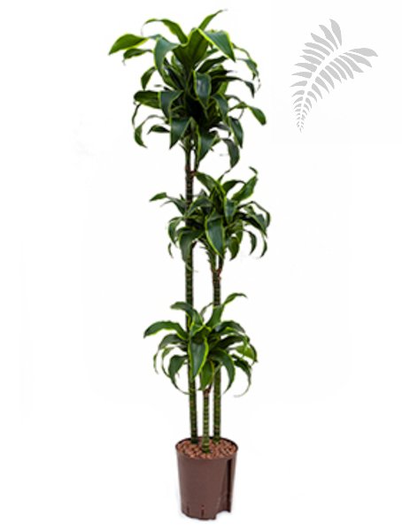 Dracaena dorado 90/60/30 130-150cm KT 18/19