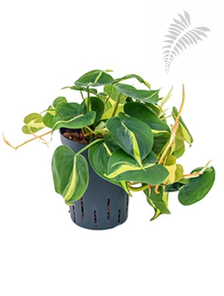 Philo. Scandens Brasil KT 15/19