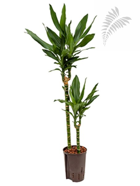 Dracaena der. Janet Lind 60/30 80-100cm KT 15/19