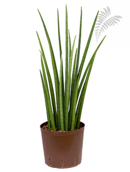 Sanseveria spikes 60-80cm KT 22/19