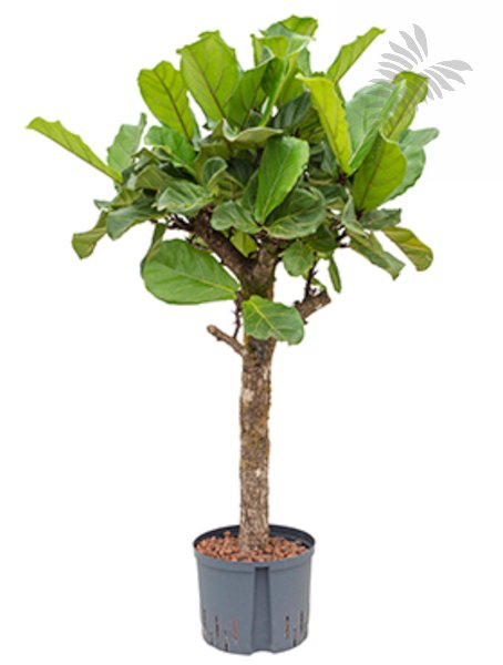 Ficus lyrata Stamm Hst 110-cm KT 22/19