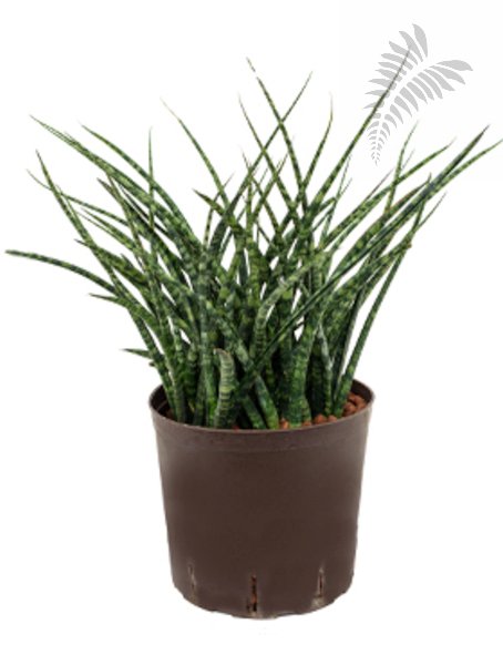 Sanseveria fernwood Tuff 50-60cm KT 22/19