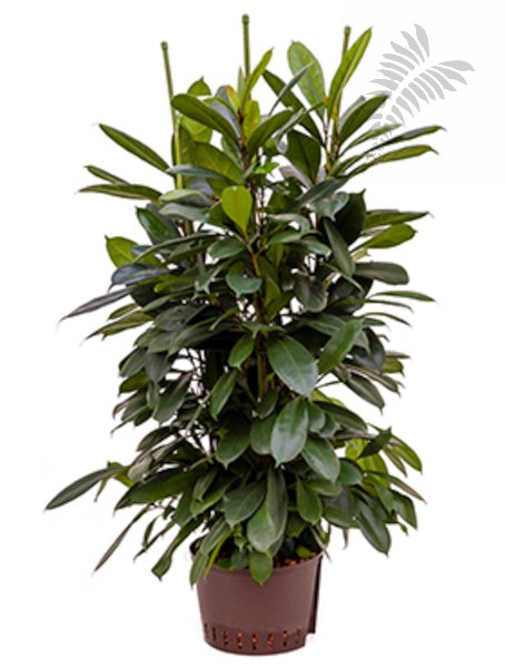 Ficus cyathistipula 6er 110-130cm KT 28/19