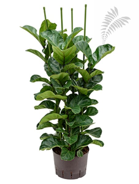 Ficus lyrata bambino 4er Tuff 120-140cm KT 28/19