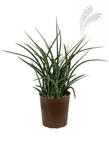 Sanseveria fernwood Tuff 50cm KT 18/19