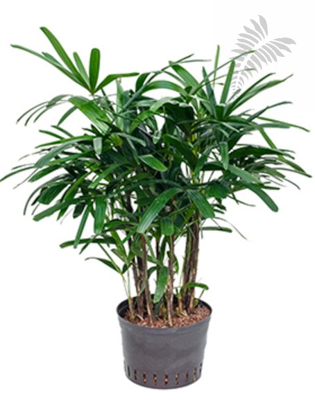 Rhapis excelsa 80-100cm KT 25/19