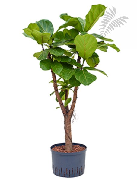 Ficus lyrata Stamm Hst 150-cm KT 28/19