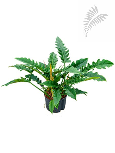 Philodendron Luzifer (narrow) 50-60cm KT 25/19