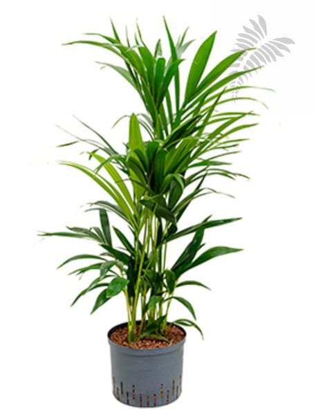 Howeia forsteriana 100cm KT 25/19