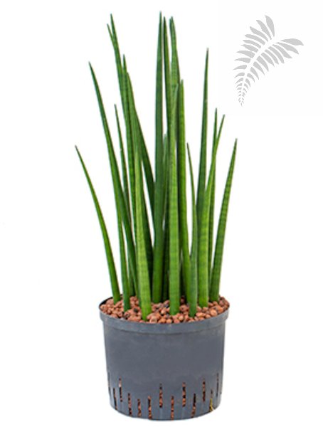 Sanseveria spikes 70-80cm KT 25/19