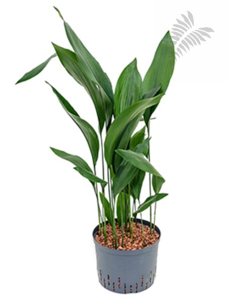 Aspidistra elatior 80-100cm KT 25/19