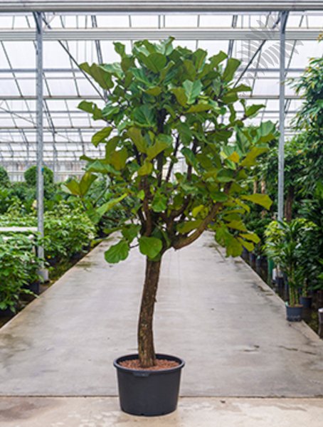 Ficus lyrata verzw. 350cm KT 65/44