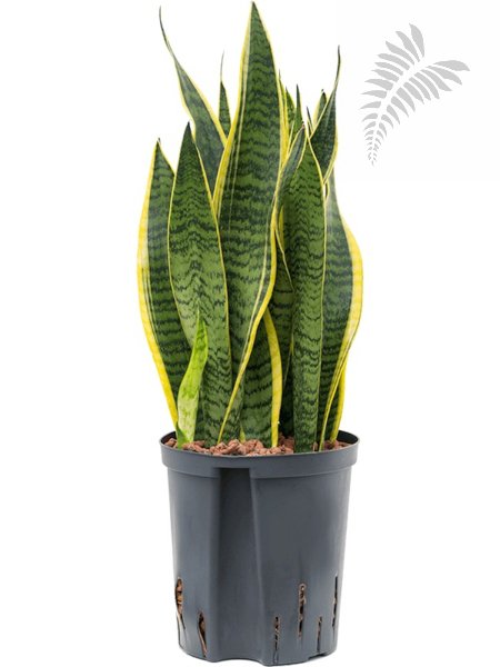 Sanseveria laurentii 80-cm KT 18/19