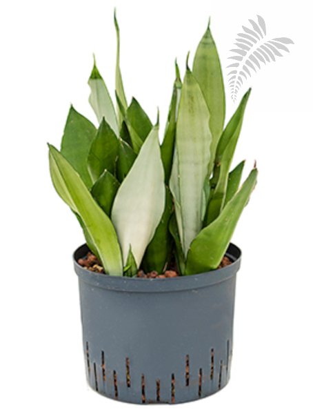 Sanseveria moonshine 40-50cm KT 22/19