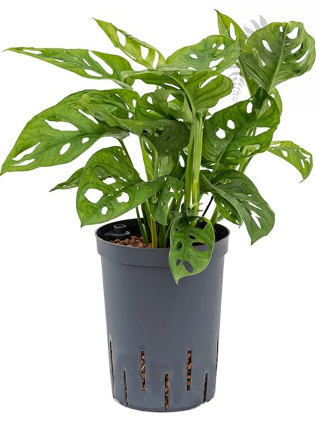 Monstera obliqua Ranker 40cm KT 15/19