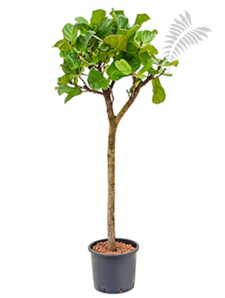 Beiermeister Hydrokulturen - Ficus lyrata Stamm 210-cm KT 32/26
