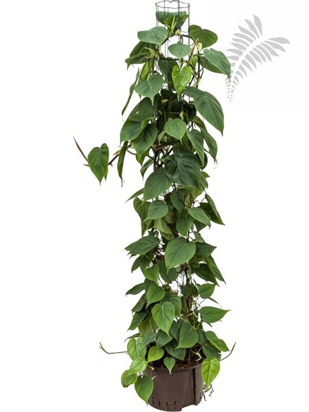 Philo. scandens Säule 150 cm KT 28/19