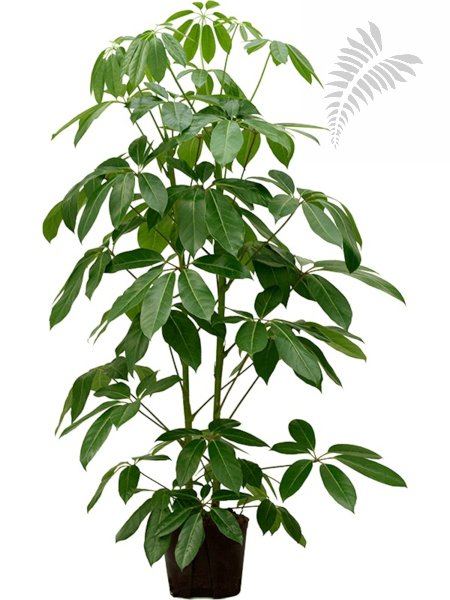 Schefflera actinophylla Amate 2er Tuff 1 KT 22/19