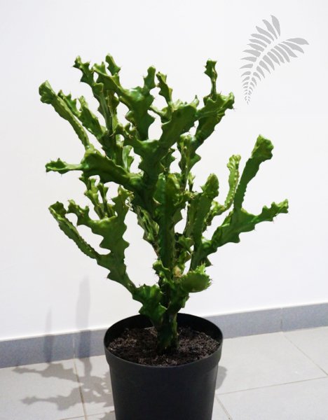 Mountain Cactus 76cm 1814N