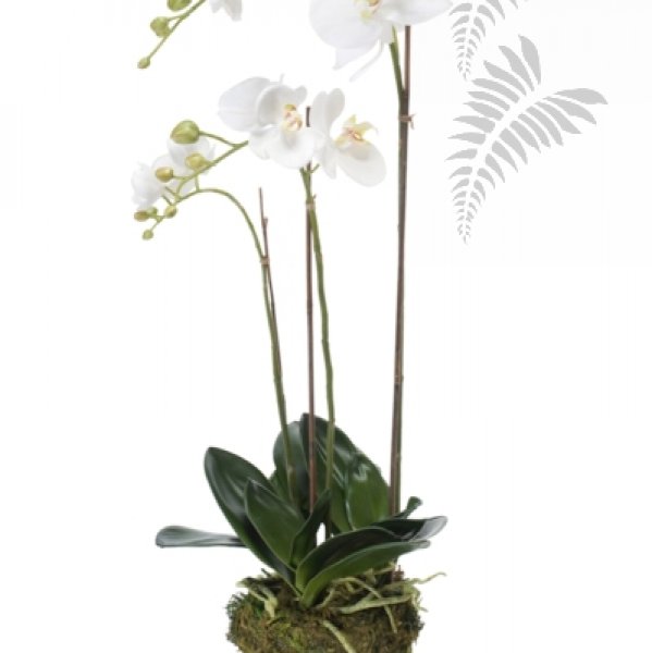 Phalaenopsis Plant w.Moss white 70cm 20353