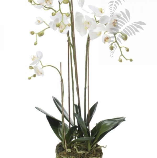 Phalaenopsis Plant w.Moss white 80cm 20354