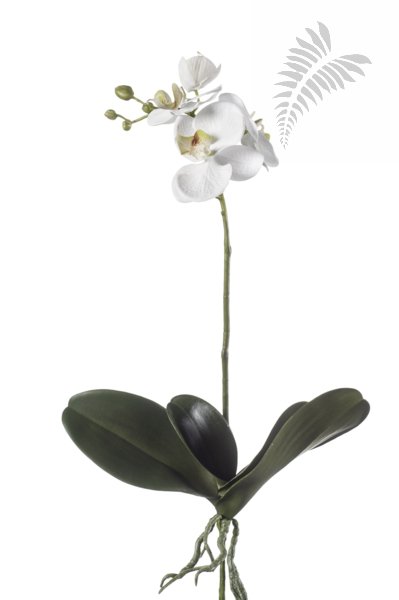 Phalaenopsis Plant White 45cm 20.446