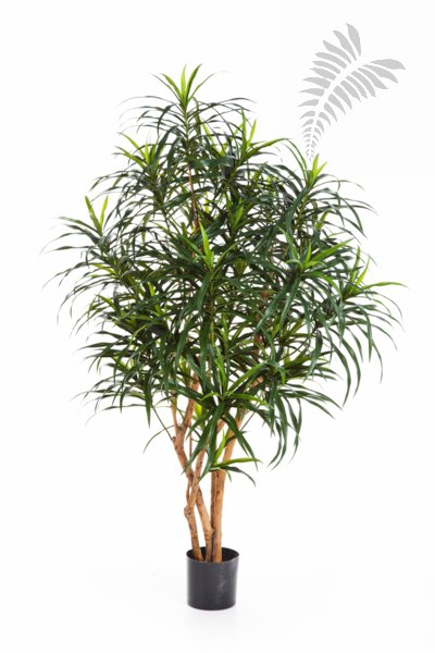 DRACAENA ANITA TREE 120cm 24004N