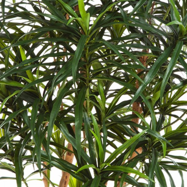 DRACAENA ANITA TREE 150cm 24005N