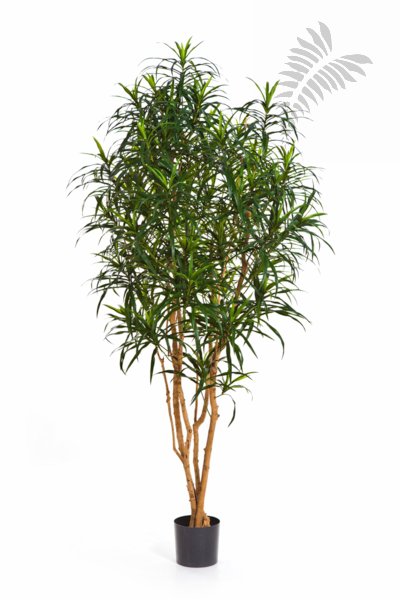 DRACAENA ANITA TREE 180cm 24006N