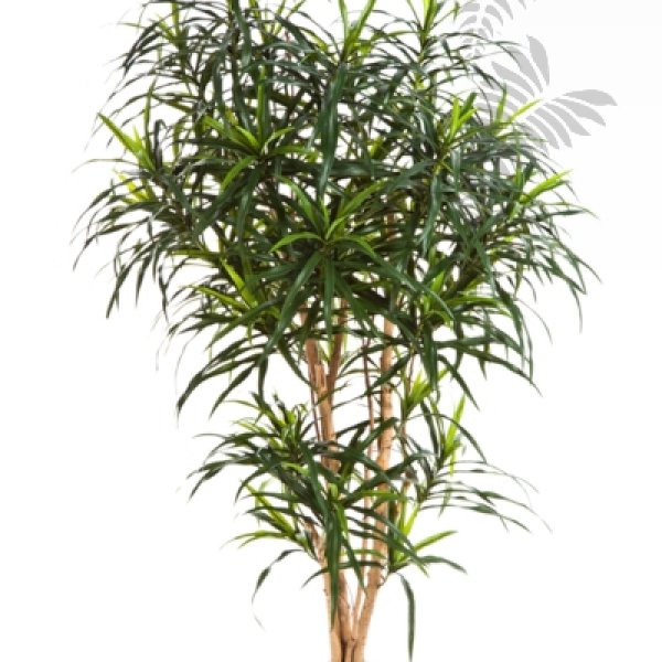 DRACAENA REFLEXA ANITA TREE 120cm 24204N