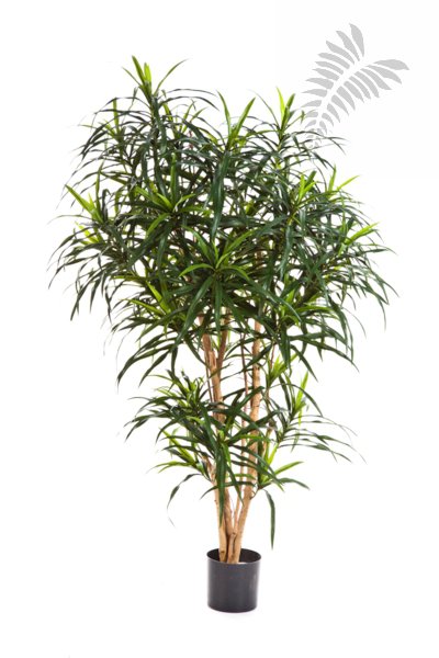 DRACAENA REFLEXA ANITA TREE 120cm 24204N