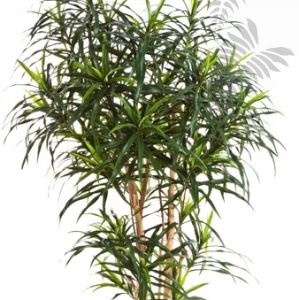 DRACAENA REFLEXA ANITA TREE 150cm 24205N