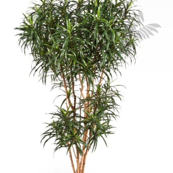 DRACAENA REFLEXA ANITA TREE 180cm 24206N